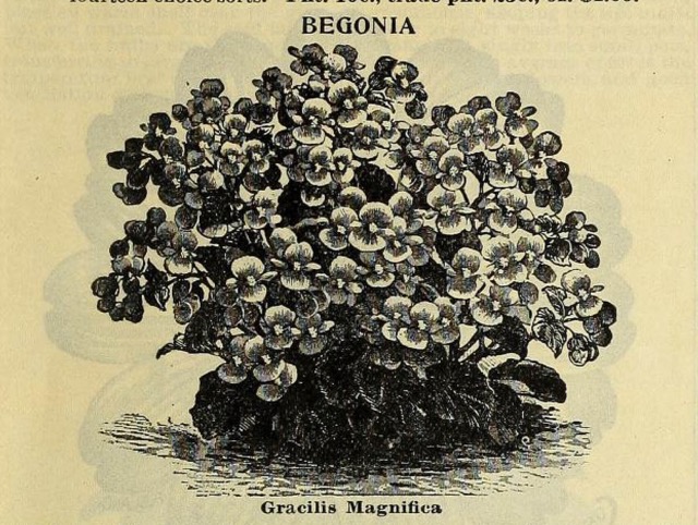 B. ‘Gracilis Magnifica’